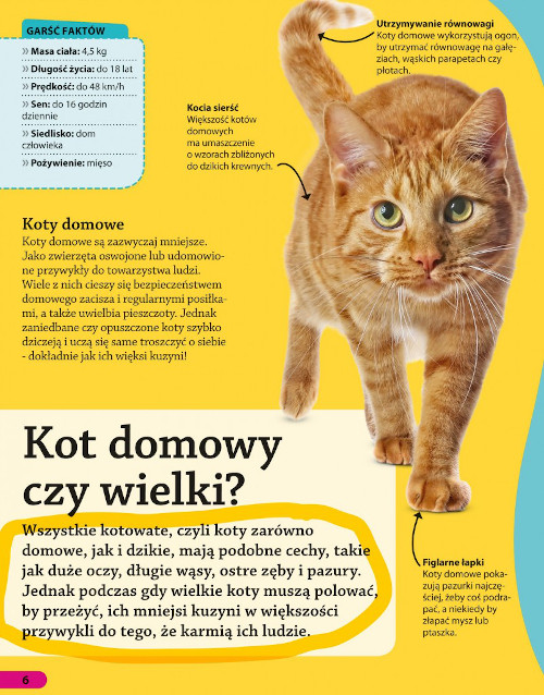Ja to wiem! Wielkie koty